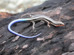 Plestiodon skiltonianus