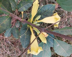 Adenocalymma calcareum