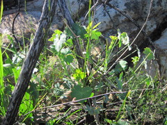 Pelargonium tabulare