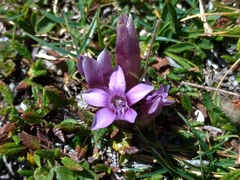 Gentianella germanica