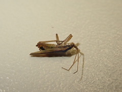 Stenodema holsata