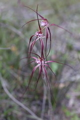 Caladenia chapmanii