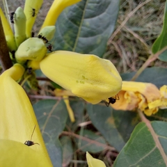 Adenocalymma calcareum