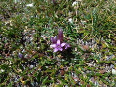 Gentianella germanica