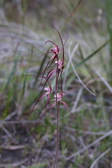 Caladenia chapmanii