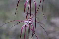 Caladenia chapmanii