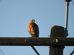 Buteo lineatus elegans