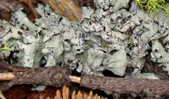 Hypogymnia tubulosa