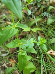 Gentianella quinquefolia