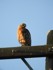 Buteo lineatus elegans