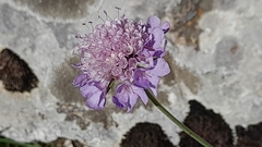 Scabiosa