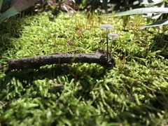 Tetrapyrgos nigripes