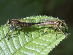 Amblyonychus
