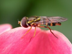 Toxomerus occidentalis