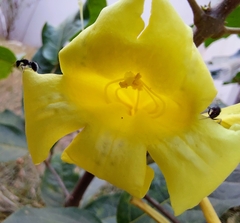 Adenocalymma calcareum