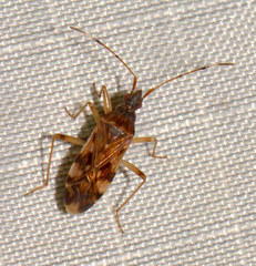Ozophora picturata