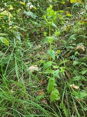 Gentianella quinquefolia