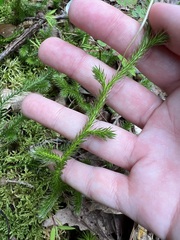 Lycopodium clavatum
