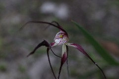 Caladenia chapmanii