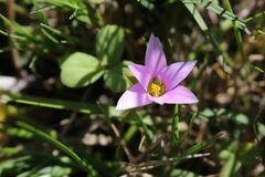 Romulea rosea