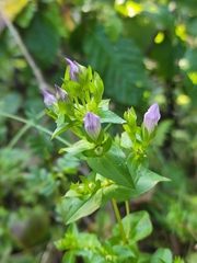 Gentianella quinquefolia