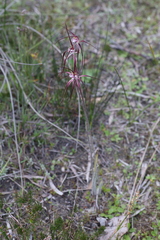 Caladenia chapmanii