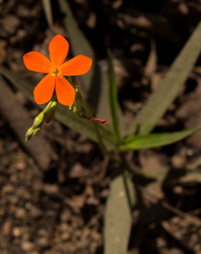 Tricliceras longepedunculatum var. longepedunculatum image