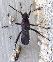 Alydus calcaratus