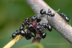 Dolichoderus taschenbergi