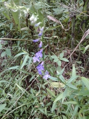 Lobelia