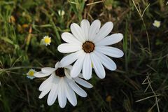Dimorphotheca pluvialis