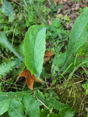 Hieracium lachenalii