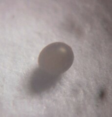 Pharmacis aemilianus