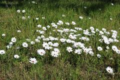 Dimorphotheca pluvialis