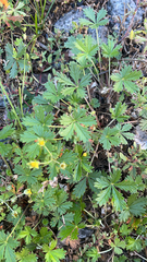 Potentilla argentea