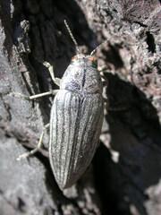 Buprestis lyrata