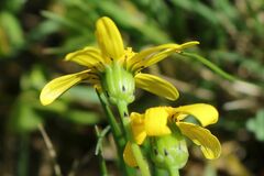 Senecio burchellii