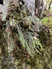 Asplenium septentrionale
