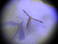 Oxyptilus pilosellae