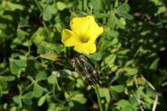 Oxalis pes-caprae pes-caprae