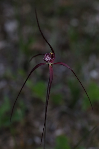 Image of Caladenia chapmanii by (c) Hugo Innes, some rights reserved (CC BY)