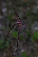 Caladenia chapmanii