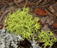 Letharia vulpina