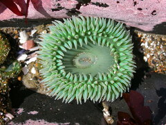 Anthopleura xanthogrammica