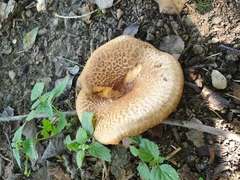 Paxillus