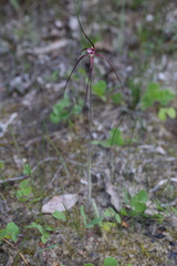 Caladenia chapmanii