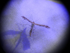 Oxyptilus pilosellae