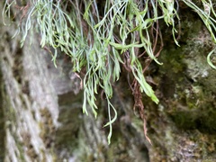 Asplenium septentrionale