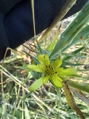 Tragopogon dubius