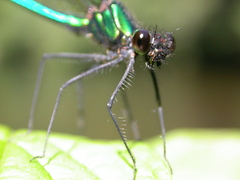 Calopteryx aequabilis